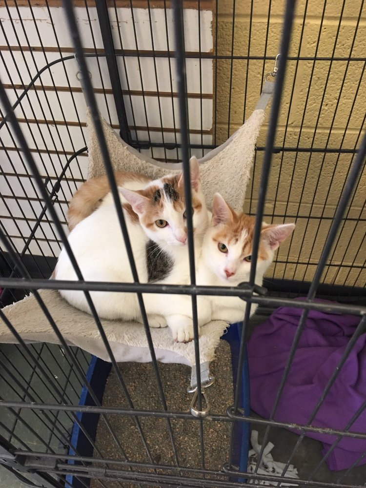 HUMANE SOCIETY OF PARKERSBURG Updated August 2024 29th & Poplar Sts