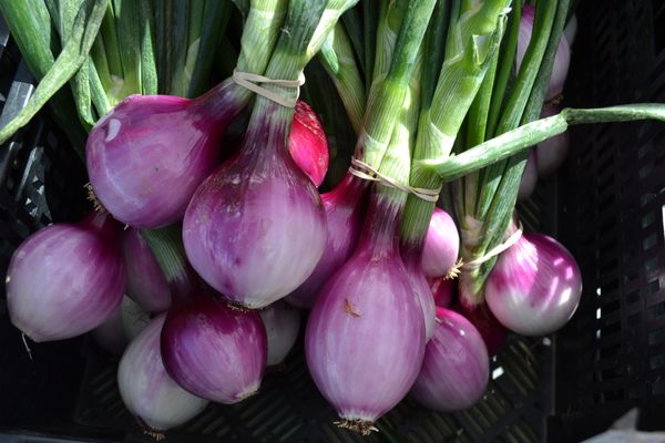 Prescott Farmers Market by null