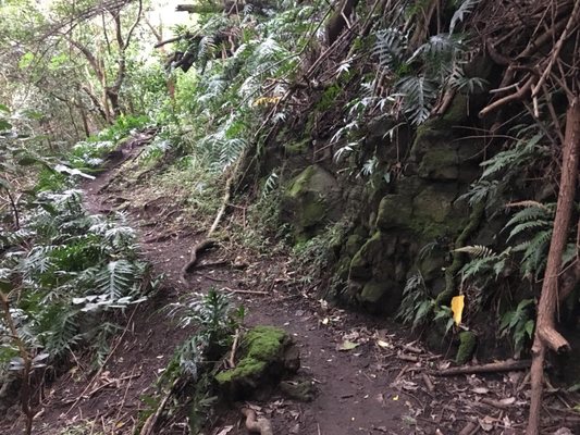 Kuli'ou'ou Valley Trail by null