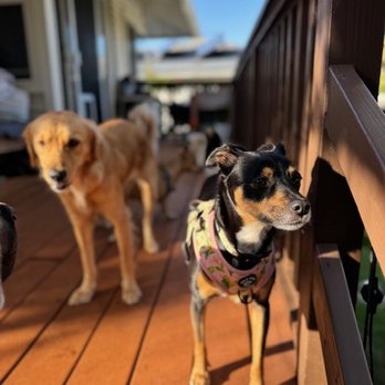 Paw Patch Daycare and Lodge - my dogs at paw patch - Pet Boarding Near Me Paw Patch Daycare and Lodge - my dogs at paw patch - Pet Boarding Near Me