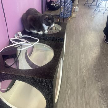 Cat Cafe Rescue - Tony (I believe oldest resident) - Pet Adoption Near Me - Chino Hills, California Cat Cafe Rescue - Tony (I believe oldest resident) - Pet Adoption Near Me - Chino Hills, California