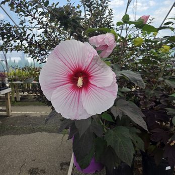 Southview Garden Center - Nurseries & Gardening Near Me - Saint Paul, Minnesota Southview Garden Center - Nurseries & Gardening Near Me - Saint Paul, Minnesota