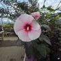 Southview Garden Center