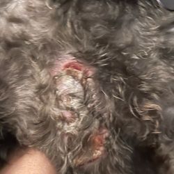 Detroit Dog Rescue - Looks like an untreated or addressed dog bite during time with Foster Family