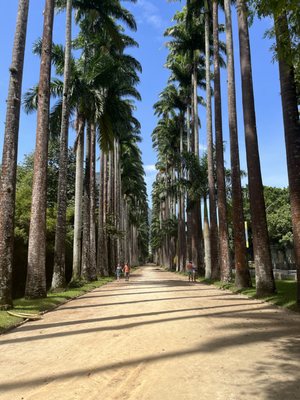 Jardim Botânico by null