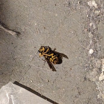 Green Pest Control - Yellow jacket in the basement (I think the cats got it) - Pest Control Near Me - Weatogue, Connecticut Green Pest Control - Yellow jacket in the basement (I think the cats got it) - Pest Control Near Me - Weatogue, Connecticut