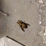 Photo of Green Pest Control