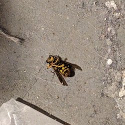 Green Pest Control - Yellow jacket in the basement (I think the cats got it)