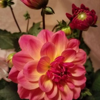 Almas Garden Center - Beautiful colors - Nurseries & Gardening Near Me - Lynbrook, New York Almas Garden Center - Beautiful colors - Nurseries & Gardening Near Me - Lynbrook, New York