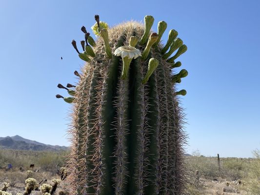 Gateway Trailhead - McDowell Sonoran Preserve by null