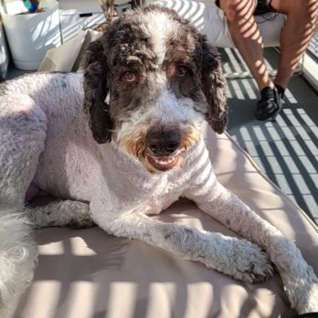 District Dogs - Pet Boarding Near Me - Washington, DC, District of Columbia