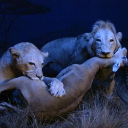 Museum Mensch und Natur