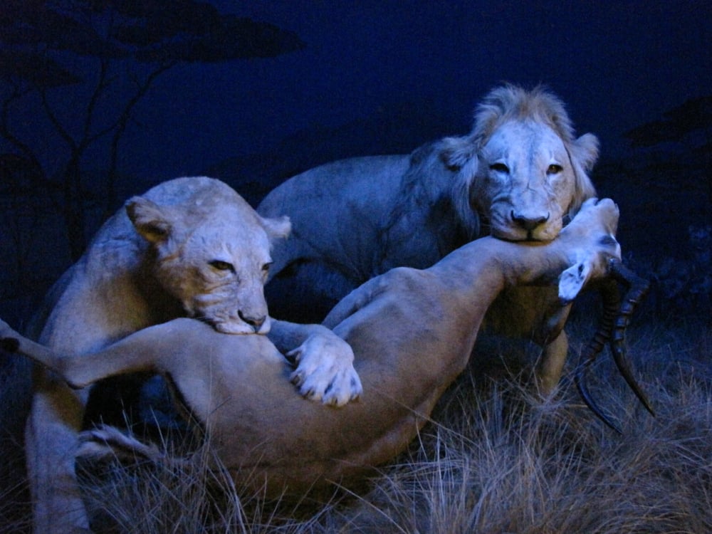 Museum Mensch und Natur