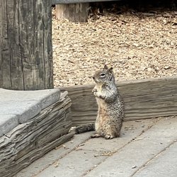 Miwok Park - Ground squirrels EVERYWHERE