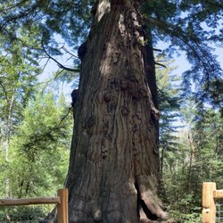 Methuselah Tree - Methuselah Tree