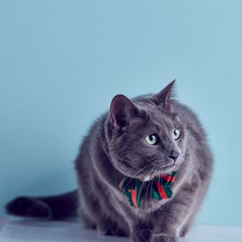 Best Friend Studios - Pet Photography Near Me - Los Angeles, California Best Friend Studios - Pet Photography Near Me - Los Angeles, California