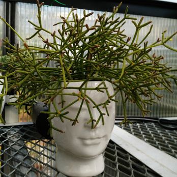 Grow Something - Nurseries & Gardening Near Me - St. Thomas, Ontario Grow Something - Nurseries & Gardening Near Me - St. Thomas, Ontario