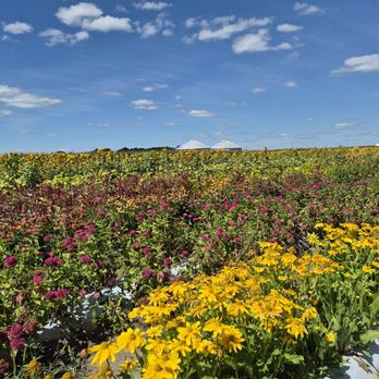 Tuttle Orchards - Flower fields - Fruits & Veggies Near Me - Greenfield, Indiana