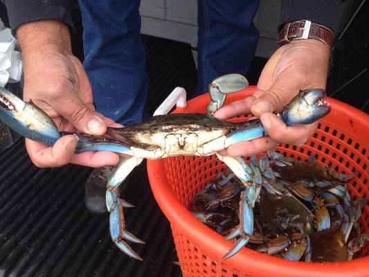 PHIL’S LIVE CRABS - Updated May 2025 - 14 Photos & 41 Reviews - 10 St ...