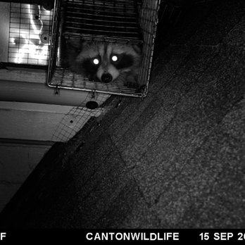 Canton Wildlife Removal - Another successful raccoon removal via one way door by canton wildlife. - Wildlife Control Near Me - Canton, Massachusetts Canton Wildlife Removal - Another successful raccoon removal via one way door by canton wildlife. - Wildlife Control Near Me - Canton, Massachusetts