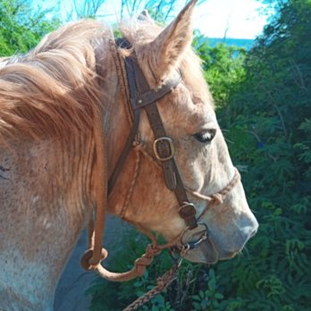 CJM Stables - My horse Thor - Horseback Riding Near Me