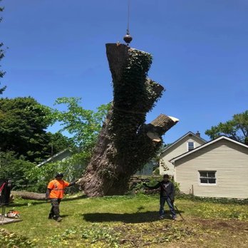 Timber Tree Service - Tree Services Near Me - Sanborn, New York Timber Tree Service - Tree Services Near Me - Sanborn, New York