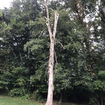 R & S Tree Service - The horrible menace who taunted me with its occasional swaying for no reason. - Tree Services Near Me - North Branford, Connecticut R & S Tree Service - The horrible menace who taunted me with its occasional swaying for no reason. - Tree Services Near Me - North Branford, Connecticut