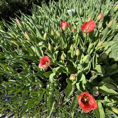 Conservatory Garden by null