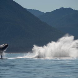 A Whale's Song Expeditions