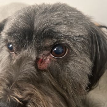 Clip-N-Tails - Fur was yanked from underneath her eye - Pet Groomers Near Me - North Las Vegas, Nevada Clip-N-Tails - Fur was yanked from underneath her eye - Pet Groomers Near Me - North Las Vegas, Nevada