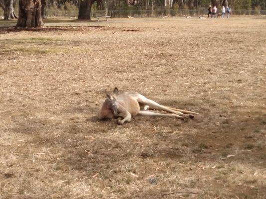 Cleland Wildlife Park by null