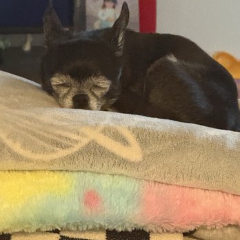 Stevenson Ranch Veterinary Center - Sweet Rocket - Veterinarians Near Me - Stevenson Ranch, California