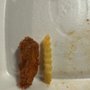 Photo of American Deli