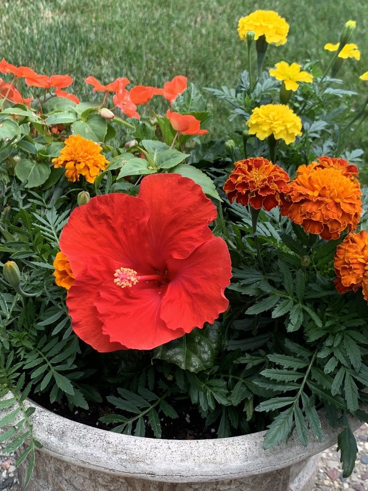 LEIDER GREENHOUSES & GARDEN CENTER Updated August 2024 40 Photos