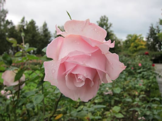 Restaurant Rosengarten by null