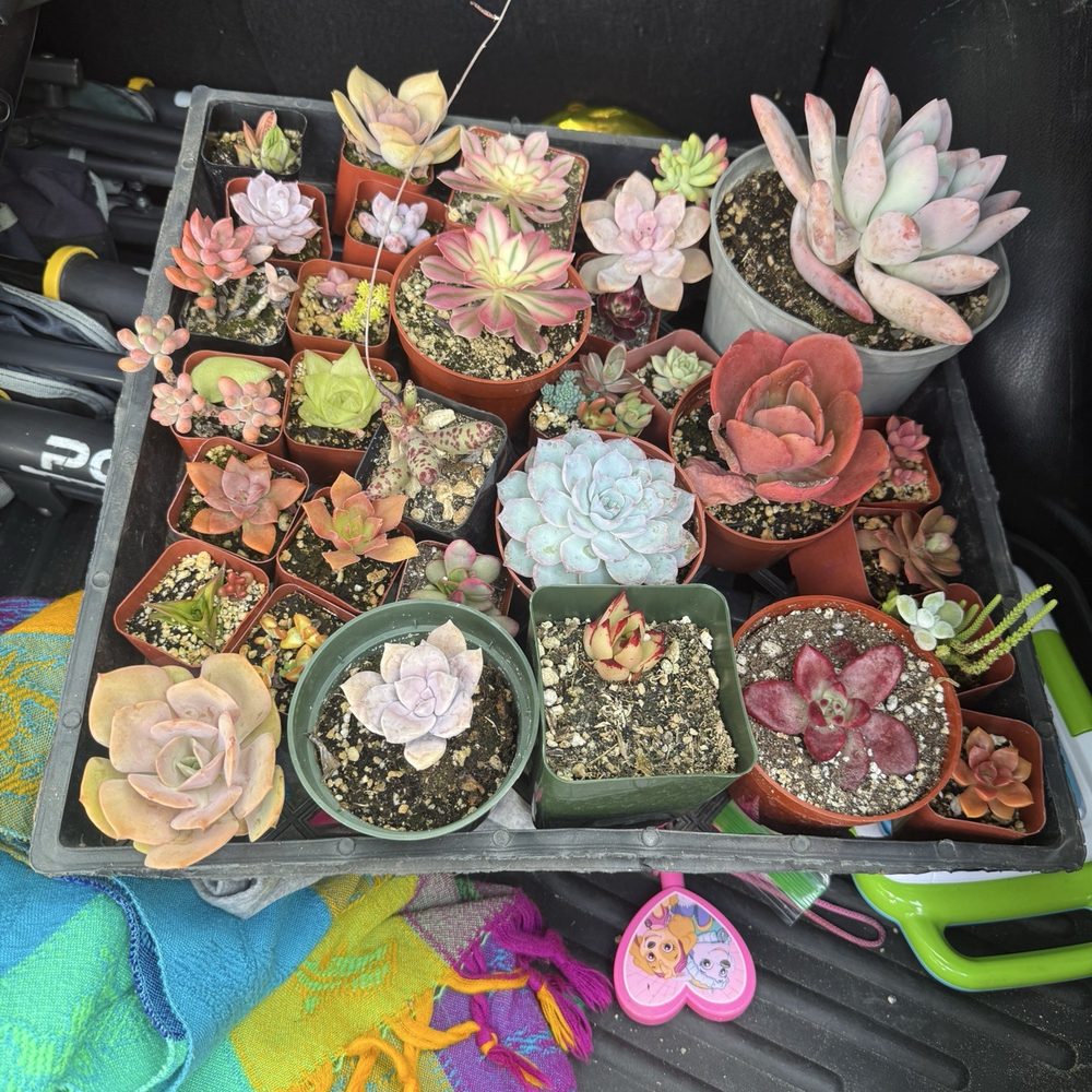 Rojas Succulents and Cacti - Nurseries & Gardening Near Me - Fallbrook, California Rojas Succulents and Cacti - Nurseries & Gardening Near Me - Fallbrook, California
