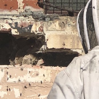 Bee Green Natural Bee Removal - Wildlife Control Near Me - Los Angeles, California