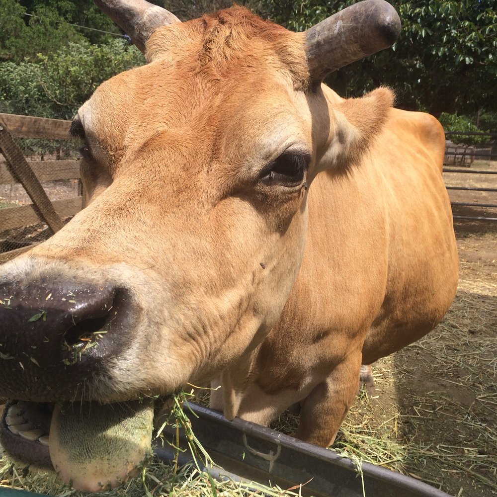 Deer Hollow Farm - Moo! - Kids Activities Near Me - Cupertino, California