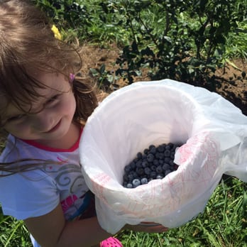 Bowerman Blueberries - Celebrating a Birthday with yummy blueberrys - Farmers Market Near Me - Holland, Michigan Bowerman Blueberries - Celebrating a Birthday with yummy blueberrys - Farmers Market Near Me - Holland, Michigan