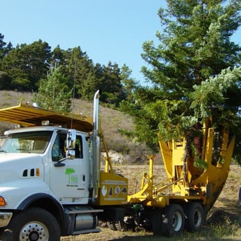 Mighty Tree Movers - Tree Services Near Me - Gilroy, California Mighty Tree Movers - Tree Services Near Me - Gilroy, California