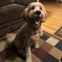 Goldendoodle Goldendoodle