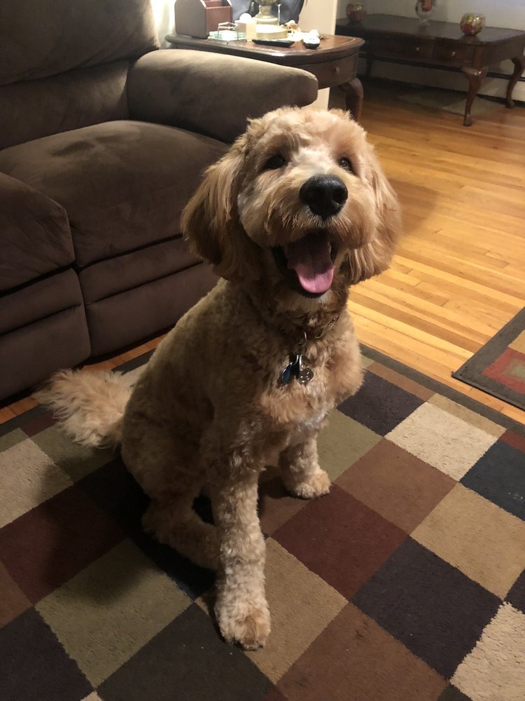 SUGAR & SPICE PET GROOMING Updated August 2024 14 Photos & 30