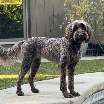 Cha Cha's Dog Daycare - Pet Groomers Near Me - Sacramento, California
