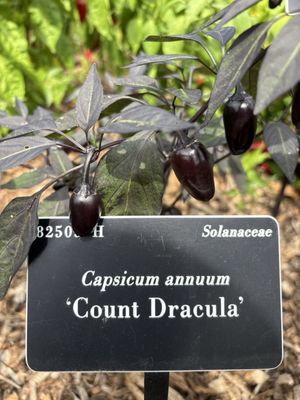 National Capitol Columns by null