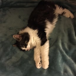 She feels right at home at her forever home. She feels right at home at her forever home.