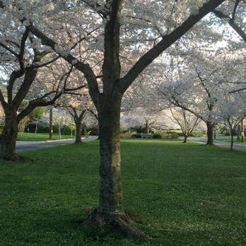 Kenwood Cherry Blossoms - Parks Near Me - Bethesda, Maryland Kenwood Cherry Blossoms - Parks Near Me - Bethesda, Maryland