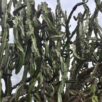 Desert Garden - Parks Near Me - San Diego, California