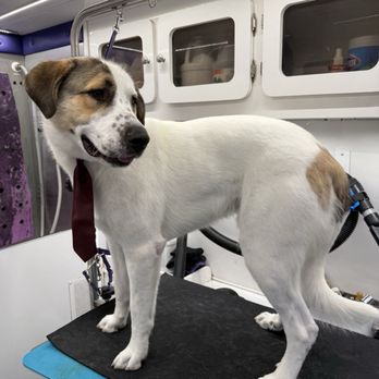 Bark Barber - Ghost - Pet Groomers Near Me