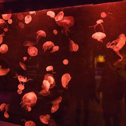 SEA LIFE Grapevine Aquarium