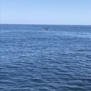 Cape Ann Whale Watch - Boat Charters Near Me - Gloucester, Massachusetts